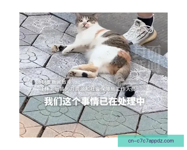 四川通报入场流浪猫未受伤害